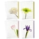 thumbnail image 1 of Sympathy Cards Hallmark Surtido de flores con 12 tarjetas y sobres, 1 of 9