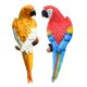thumbnail image 3 of 2 Figuras De Loro Para Decorar El árbol De La Pared, De Resina, Para Césped, Jardín, Color Amarillo Y Rojo., 3 of 5