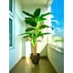thumbnail image 3 of Planta Artificial Banano 180 cm. / 14 hojas Premium., 3 of 3