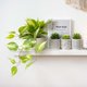 thumbnail image 3 of Planta artificial de pothos colgante Kurrajong Farmhouse con maceta de 13 x 9 cm, 3 of 6