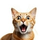 thumbnail image 2 of Churu Gatos - Caja Variedades - Pollo - 60 Unidades, 2 of 2