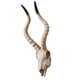 thumbnail image 5 of Resina Long Horned RAM Decor Skull Wall Mount Skull Decor Para Home Office C 56.5x21.5x13cm, 5 of 5