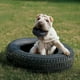 thumbnail image 3 of Juguete Kong Extreme Tyres Perro, Small (Hasta 16 Kgs), 3 of 3