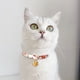 thumbnail image 5 of Collar para gatos con colgante de cascabel Pajarita para perros pequeños, 5 of 5