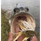 thumbnail image 5 of Paquete de Clips de Pesca Top Water por Especies, 5 of 7