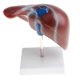 thumbnail image 1 of Ense?anza Escolar Modelo 1: 1 Anatómico Del Lóbulo Hepático Humano De La Vesícula Biliar, 1 of 4