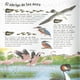 thumbnail image 2 of 501 preguntas y respuestas sobre los animales, 2 of 4