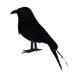 thumbnail image 1 of Cuervo Negro Pájaro Artificial Prop Adorno De Jardín Decoración De Fiesta De Halloween, 1 of 5