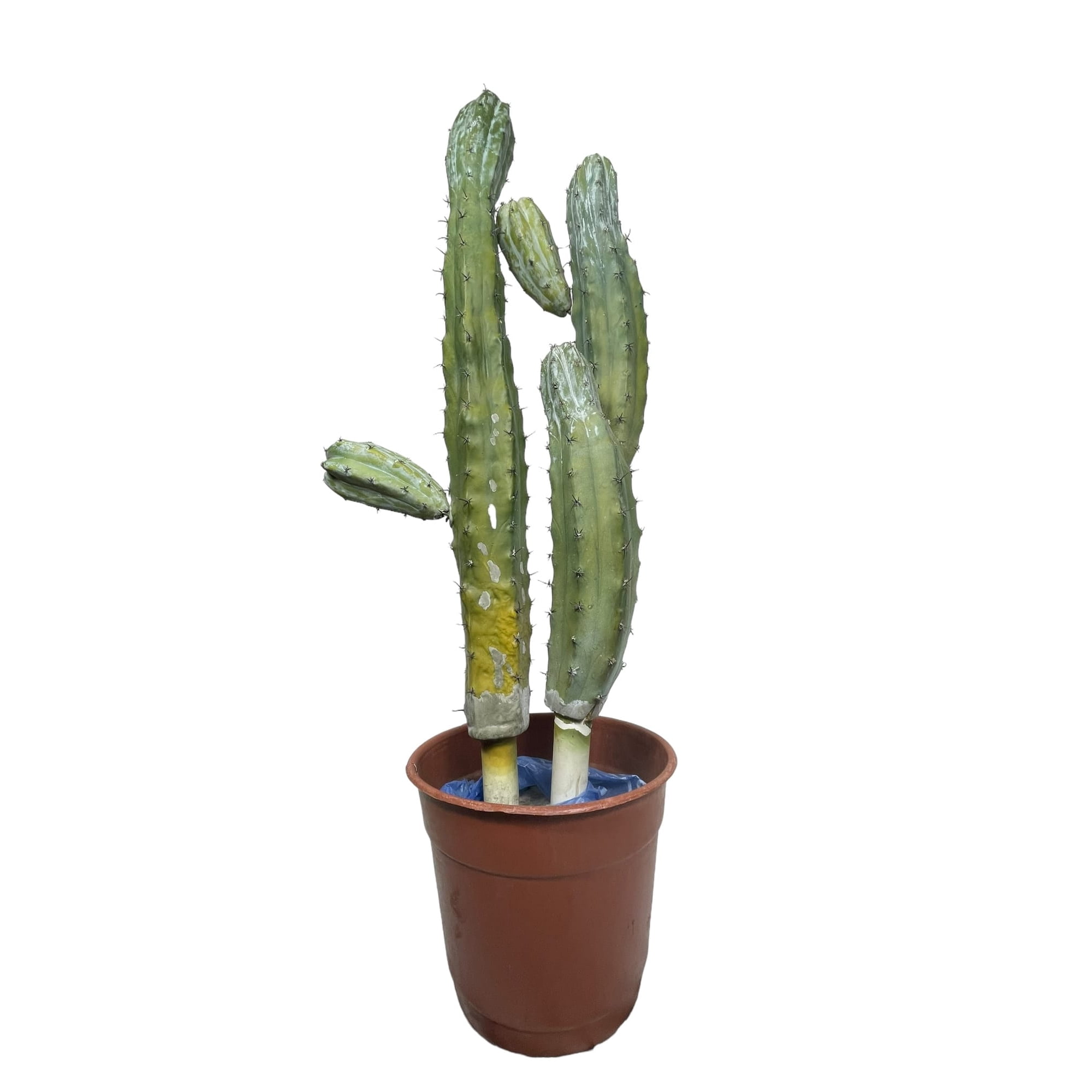 Corel - Suculenta Doble 87cm