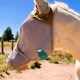thumbnail image 5 of Mascara antimoscas para caballo The Sunny Zebra estándar con cubrenariz y protección UV 70%, 5 of 9