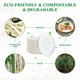 thumbnail image 3 of Platos de papel Vplus, 100% compostables, ovalados, 32 cm, 125 unidades, 3 of 7