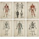 thumbnail image 1 of Lienzo de anatomía de estilo vintage francés, esqueleto médico, cuerpo humano, músculos, arte de pared, impresión de imágenes y póster para decoración de clínica médica, 40 x 50 cm x 6 sin marco, 1 of 7