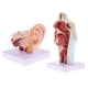 thumbnail image 4 of Paquete De 2 Modelos De órganos Humanos, Cavidad Oral Nasal, Garganta Y Oído Con Base, 4 of 5