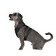 thumbnail image 3 of Arnés Perro Vibrant Life Mesh Reflectante Negro Talla S, 3 of 3