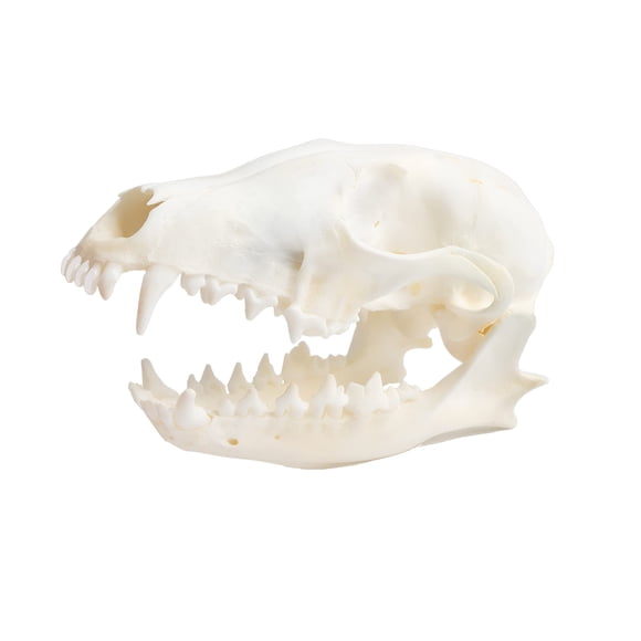 Calavera modelo Wixine con huesos de zorro rojos reales con diente completo
