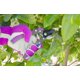 thumbnail image 4 of Podadora Garden Shear Bond 7159BL Bloom Bypass, 4 of 4