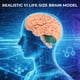 thumbnail image 2 of Modelo de Cerebro Avarstic de 8 Partes Magnéticas Desmontables en PVC de 16 cm, 2 of 7