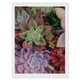 thumbnail image 1 of Plantas Suculentas Kits de Pintura de Diamantes para Adultos 5D DIY Diamond Art Kits Full Drill Diamond Dots para Regalo Decoración de Pared y Relajación Artes de Gemas 30*40cm, 1 of 6
