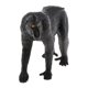 thumbnail image 5 of Figura De Acción De Modelo De Animal Estático Para Ni?os Y Adultos Macaca Nigra, 5 of 5