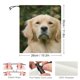 thumbnail image 2 of Braga de Cuello Desmarcar Golden Retriever, 2 of 6