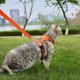 thumbnail image 2 of Arnés para Gato Pangdi L/E Malla Naranja Reflectante con Correa, 2 of 3