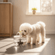 thumbnail image 4 of Bebedero Eléctrico Gato Perro Transparente Mascotas 220v, 4 of 10