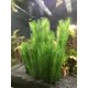 thumbnail image 5 of Planta artificial BEGONDIS 30 x 17 cm, juego de 3, tela de seda, 5 of 8