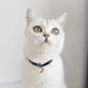 thumbnail image 5 of Collar para gatos con colgante de cascabel Pajarita para perros pequeños, 5 of 5