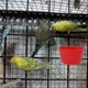 thumbnail image 2 of Paquete de 10 tazas de alimentación AMZSYLV para aves de corral y mascotas, 2 of 3
