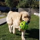 thumbnail image 5 of Juguete para Perro Pelota Parlanchina 15 cm Pack 2 unidades, 5 of 5