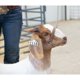 thumbnail image 2 of Arnés Ajustable para Cabras y Ovejas Weaver Livestock Modelo Brahma Webb, 2 of 2