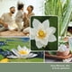thumbnail image 3 of Vela aromática, 3 of 3