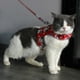 thumbnail image 3 of Arnes Wonder Cat Con Correa Para Gato Medium, 3 of 3
