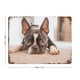 thumbnail image 2 of Boston Terrier Cartel Metálico, Decoración de Pared de Cartel Metálico Personalizado para Regalos de Fans, Amigos, Familia y Amantes 20*30CM, 2 of 6