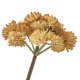 thumbnail image 3 of Suculenta Artificial Mainstays 3.75 x 5 in Amarillo, 3 of 3