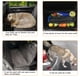 thumbnail image 5 of Extensor de Asiento Trasero para Coche GJEASE para Perro Grande hasta 91 kg, 5 of 7