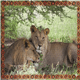 thumbnail image 2 of Puzzle Leones (100 Piezas) - Toyng, 2 of 8