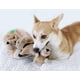 thumbnail image 5 of Juguetes de repuesto para perros Outward Hound Squeakin' Squirrels, paquete de 3, 5 of 5