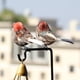 thumbnail image 3 of 2019 New-Arteificial Birds,12PC/Set Realistic Pluma Birds Artificial Foam Mini Birds on Clip Christmas Tree Decoation DIY Manualidades Garden Bird Onahombrests Home Fiestay Decoations (Multicolo), 3 of 7