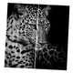 thumbnail image 5 of juego de 2 paneles de impresión digital de fotos blackout 3d cortinas leopardo de las nieves, 5 of 5