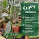 thumbnail image 2 of Helecho Cuerno de Ciervo Better-Gro 15 cm Cesta de Madera 20 pulg., 2 of 4