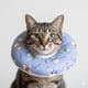 thumbnail image 2 of Collar Isabelino Suave Ajustables Talla M Mod 7, 2 of 3