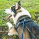thumbnail image 5 of Correa de entrenamiento Hi Kiss Dog Obedience Recall de nailon, 6 m, negra, 5 of 7