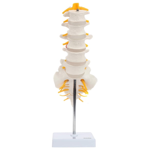 Modelo anatómico de columna lumbar con sacro y nervios espinales, réplica didáctica que muestra la sección lumbosacro con nervios y disco herniado en L4 - Incluye base para exhibición