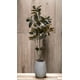 thumbnail image 3 of Planta Decorativa Arbol Magnolia Denudata 180cm, 3 of 3