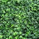 thumbnail image 3 of Panel de cerca Sunnyglade de boj 25 cm – Pack de 12, 3 of 6