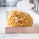 thumbnail image 2 of Sea Sponge Neptune Caribbean Sea, paquete de 2 unidades, tamaño mediano, 13-15 cm, 2 of 4