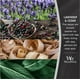 thumbnail image 3 of Vela aromática, 3 of 3
