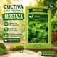 thumbnail image 4 of Semillas de Mostaza Verde | Semillería Brisol, 4 of 5