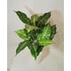 thumbnail image 2 of Ramo Acuba 55cm Artificial, 2 of 3